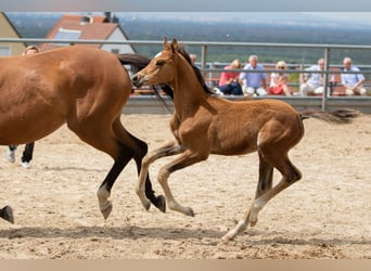 Trakehner, Caballo castrado, 5 años, 173 cm, Castaño