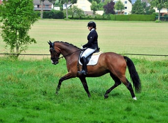 Trakehner, Caballo castrado, 5 años, 173 cm, Castaño oscuro