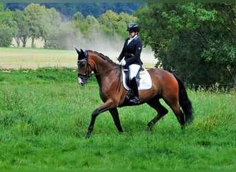 Trakehner, Caballo castrado, 5 años, 173 cm, Castaño oscuro