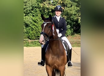 Trakehner, Caballo castrado, 5 años, 173 cm, Castaño oscuro