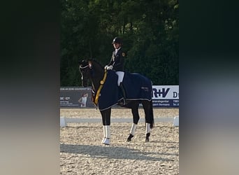 Trakehner, Caballo castrado, 5 años, 174 cm, Negro
