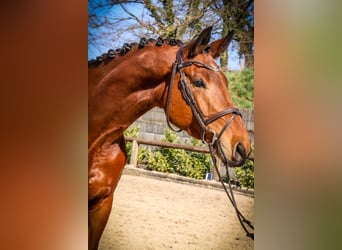 Trakehner, Caballo castrado, 5 años, 175 cm, Castaño