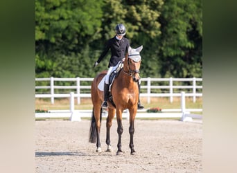 Trakehner, Caballo castrado, 5 años, 176 cm, Castaño