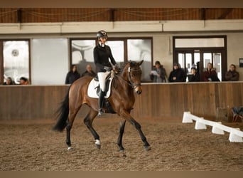 Trakehner, Caballo castrado, 5 años, 176 cm, Castaño