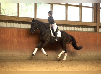 Trakehner, Caballo castrado, 5 años, 176 cm, Morcillo