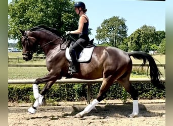 Trakehner, Caballo castrado, 5 años, 178 cm, Castaño