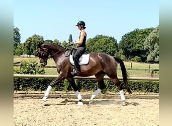 Trakehner, Caballo castrado, 5 años, 178 cm, Castaño