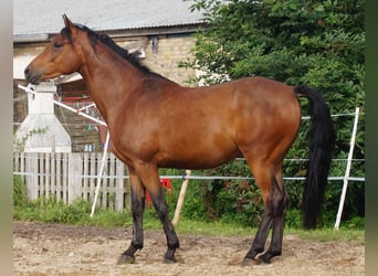 Trakehner, Caballo castrado, 5 años, Castaño
