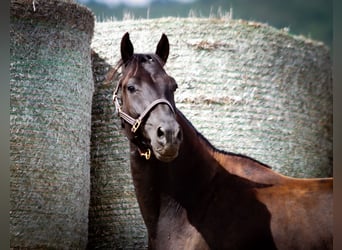 Trakehner, Caballo castrado, 5 años, Morcillo