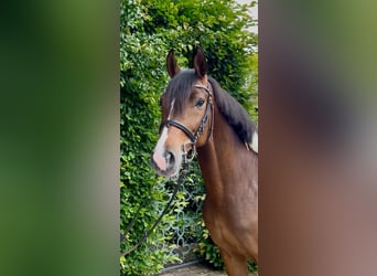 Trakehner, Caballo castrado, 6 años, 163 cm, Pío