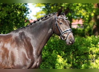 Trakehner, Caballo castrado, 6 años, 164 cm, Negro