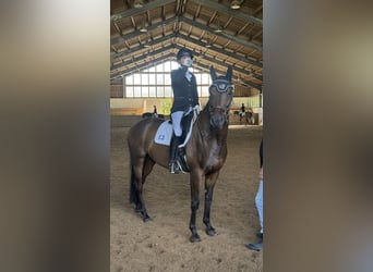Trakehner, Caballo castrado, 6 años, 165 cm, Castaño oscuro