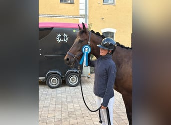 Trakehner, Caballo castrado, 6 años, 165 cm, Castaño oscuro