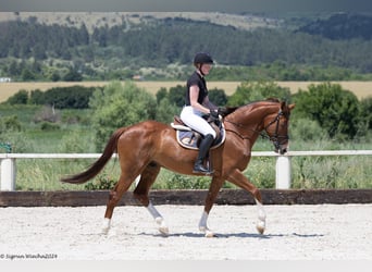 Trakehner, Caballo castrado, 6 años, 166 cm, Alazán-tostado