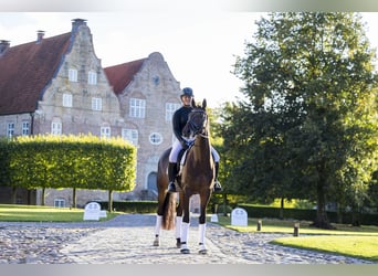 Trakehner, Caballo castrado, 6 años, 167 cm, Castaño