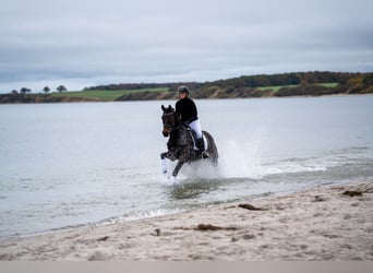 Trakehner, Caballo castrado, 6 años, 167 cm, Castaño