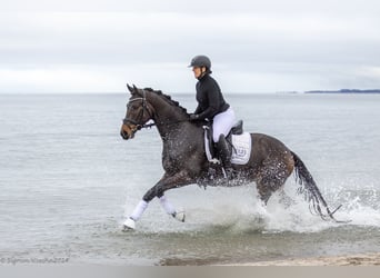 Trakehner, Caballo castrado, 6 años, 167 cm, Castaño