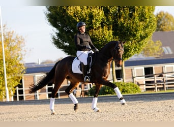 Trakehner, Caballo castrado, 6 años, 167 cm, Castaño