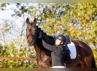 Trakehner, Caballo castrado, 6 años, 167 cm, Castaño