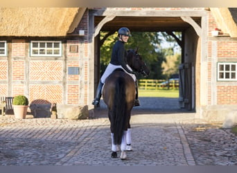 Trakehner, Caballo castrado, 6 años, 167 cm, Castaño