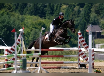 Trakehner, Caballo castrado, 6 años, 167 cm, Morcillo