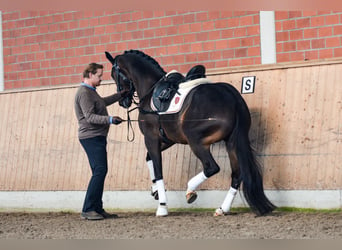 Trakehner, Caballo castrado, 6 años, 168 cm, Castaño