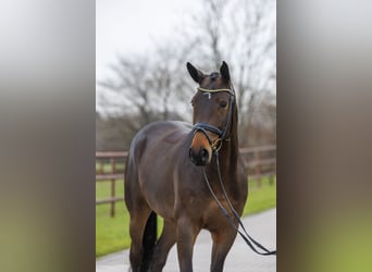 Trakehner, Caballo castrado, 6 años, 168 cm, Castaño