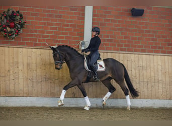 Trakehner, Caballo castrado, 6 años, 168 cm, Castaño