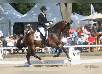 Trakehner, Caballo castrado, 6 años, 168 cm, Castaño