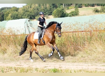 Trakehner, Caballo castrado, 6 años, 168 cm, Castaño oscuro