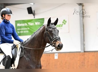 Trakehner, Caballo castrado, 6 años, 168 cm, Castaño oscuro