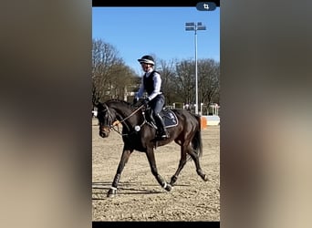 Trakehner, Caballo castrado, 6 años, 171 cm, Castaño oscuro