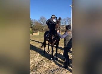 Trakehner, Caballo castrado, 6 años, 171 cm, Castaño oscuro