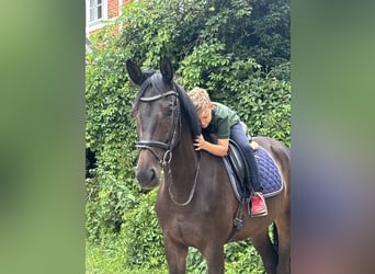 Trakehner, Caballo castrado, 6 años, 172 cm, Castaño oscuro