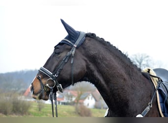 Trakehner, Caballo castrado, 6 años, 173 cm, Morcillo