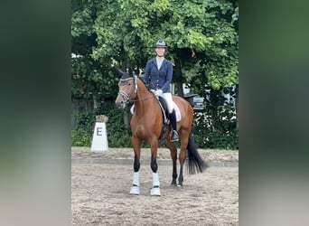 Trakehner, Caballo castrado, 6 años, 175 cm, Castaño