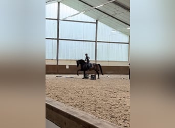 Trakehner, Caballo castrado, 6 años, 178 cm, Castaño