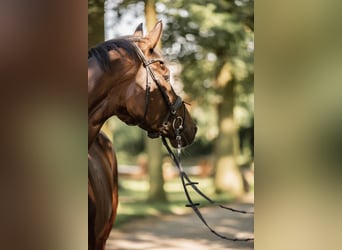 Trakehner, Caballo castrado, 6 años, 178 cm, Castaño