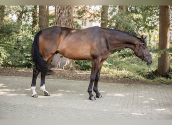 Trakehner, Caballo castrado, 6 años, 178 cm, Castaño