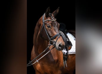 Trakehner, Caballo castrado, 6 años, 178 cm, Castaño oscuro