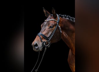 Trakehner, Caballo castrado, 6 años, 178 cm, Castaño oscuro