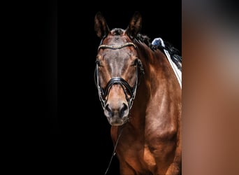 Trakehner, Caballo castrado, 6 años, 178 cm, Castaño oscuro