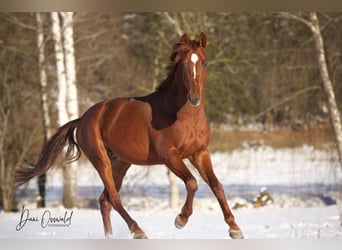 Trakehner, Caballo castrado, 7 años, 161 cm, Alazán