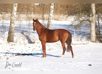 Trakehner, Caballo castrado, 7 años, 161 cm, Alazán