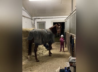 Trakehner, Caballo castrado, 7 años, 161 cm, Alazán