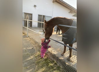 Trakehner, Caballo castrado, 7 años, 161 cm, Alazán