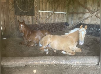 Trakehner, Caballo castrado, 7 años, 161 cm, Alazán