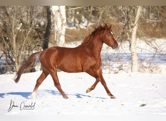 Trakehner, Caballo castrado, 7 años, 161 cm, Alazán