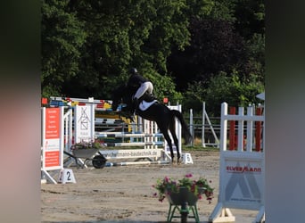 Trakehner, Caballo castrado, 7 años, 164 cm, Negro