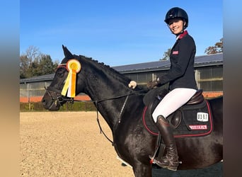 Trakehner, Caballo castrado, 7 años, 164 cm, Negro